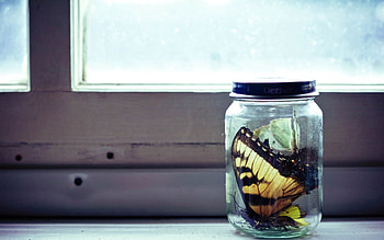 Bank, Miscellanea, Miscellaneous, Glass, Butterfly, Jar, Collection HD wallpaper