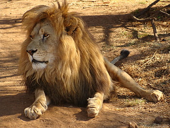 Close-up of a lion in Bo-Karoo, South Africa, showcasing its regal mane and fierce gaze. HD wallpaper