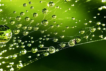 Caught In The Web, other, nature HD wallpaper