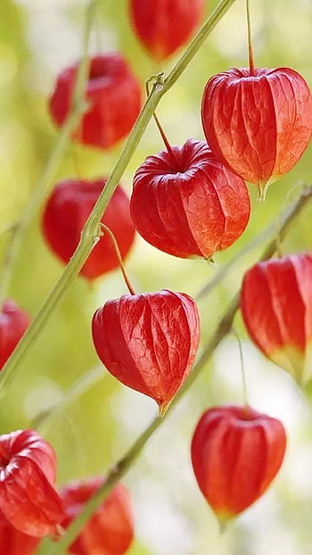 Physalis, Beauty in diversity, Floral wonders, Nature appreciation HD phone wallpaper