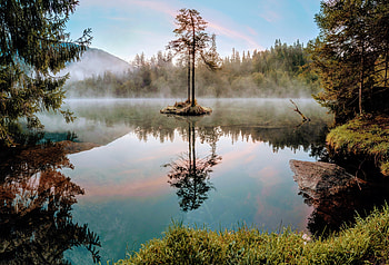 Nature, Grass, Lake, Wood, Tree, Branches HD wallpaper
