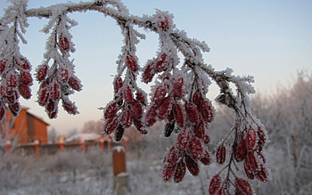 Winter, Nature, Berries, Briar, Branch, Frost, Hoarfrost HD wallpaper