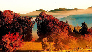 autumn on a foggy morning, fog, birds, hills, morning, dales, autumn, forest HD wallpaper