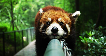 Cute red panda , Tech-inspired, Animal lover's delight, Captivating visuals HD wallpaper