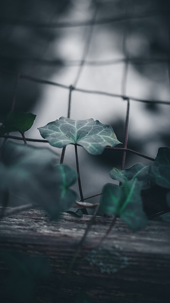 Macro, Blur, Smooth, Grid, Sheet, Leaf, Fence HD phone wallpaper