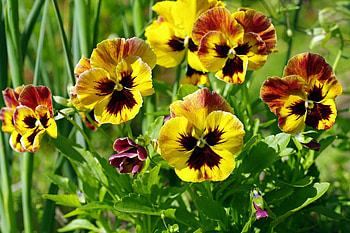 Growing Pansies, pansies, purple, yellow, nature, flowers, yellow flowers HD wallpaper