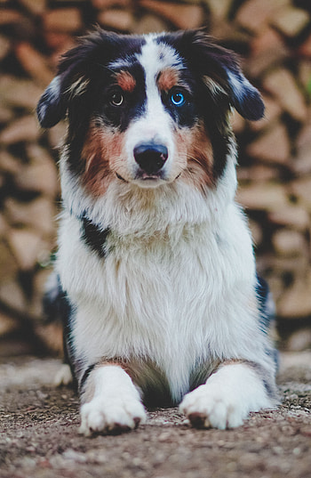 Animals, Dog, Pet, Sight, Opinion, Animal, Heterochromia HD phone wallpaper