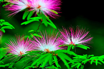 Flowers, Leaves, Macro, Petals, Branches HD wallpaper