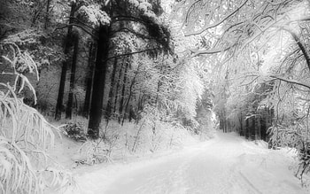 White winter, winter, white, graphy, landscape, beautiful, nature, amazing, forest HD wallpaper