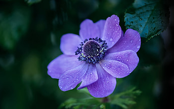 Anemone, nature, pretty, flower HD wallpaper
