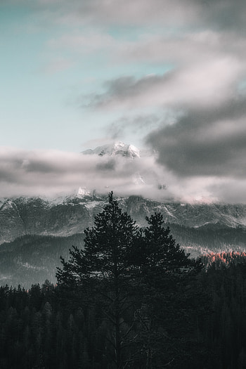 Nature, Trees, Sky, Mountains, Clouds, Fog HD phone wallpaper