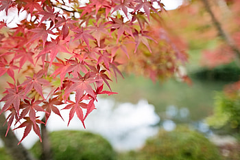 Maple tree , Nature and landscape, High-quality , Serene scenery HD wallpaper