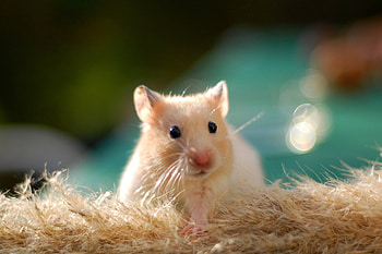 Hamster , Custom backgrounds, Personalize your screen, High-quality HD wallpaper
