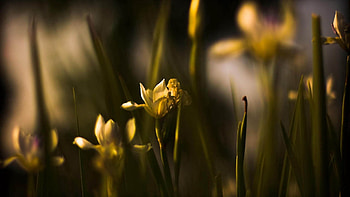 Flowers, Macro, Petals, Shadow HD wallpaper