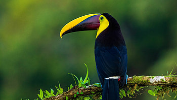 Bird , Stunning feathered creatures, Ultra background, Nature's wonders HD wallpaper