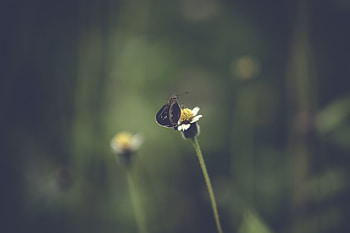Macro, Insect, Butterfly, Stem, Stalk HD wallpaper