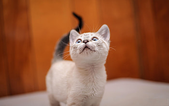 Kitten, cats, cute, cat, kittens HD wallpaper