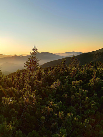 Nature, Trees, Sky, Forest, Fir, Spruce, Hills HD phone wallpaper