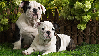 Posing for a , fence, dogs, puppies, garden, grass, flowers, friends, rest, yard, pets HD wallpaper