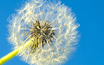 Dandelion, nature, weed, flower HD wallpaper