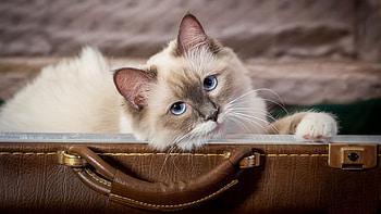 Cat ultra, Ultra , Background , Cat HD wallpaper