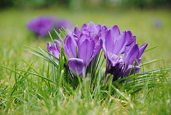 Purple crocus, flowers, grass, bloom HD wallpaper