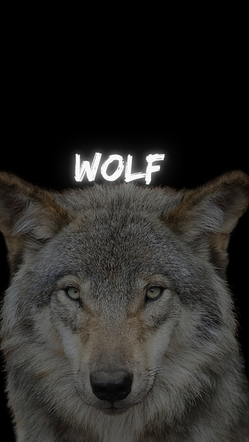 Wolf, warewolf, animal, wildanimal HD phone wallpaper