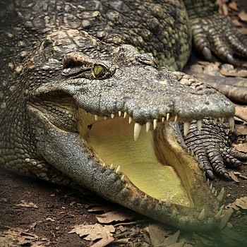Close-up, Alligators HD phone wallpaper