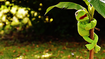 Preview toy, kermit the frog, plant HD wallpaper