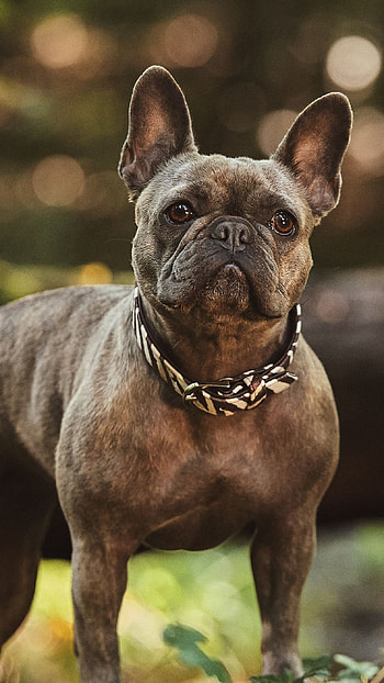 Cute Bulldog, dog, animal HD phone wallpaper