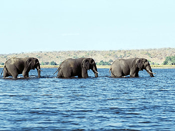 Animals, Water, Sea, Elephants, Stroll HD wallpaper