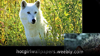 Wolves amazing cute of wolves where do wolf live cool graphy - YouTube HD wallpaper