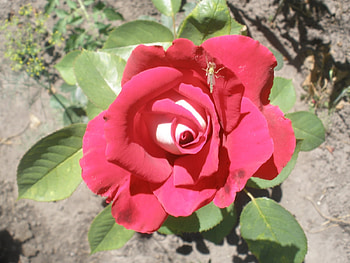 Plants, Flowers, Roses HD wallpaper