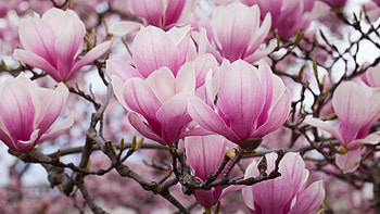 Popular varieties, Magnolia trees, Gardening guide, Gardeningetc HD wallpaper