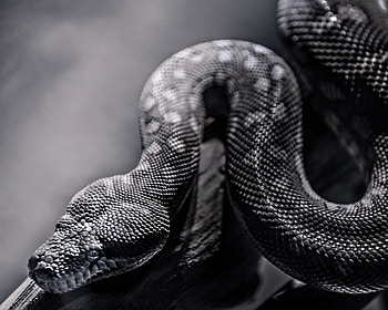 Animals, Spotted, Spotty, Reptile, Snake, Crawl HD wallpaper