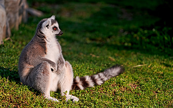 Lemur, animal, primate, cute, beautiful, grass, wonderful, ground, nice, sitting, pretty, madagascar, adorable, amazing, forest, stunning HD wallpaper