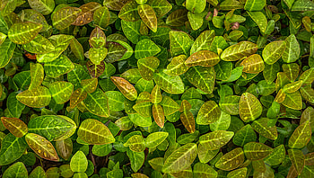 Leaves, Drops, Macro, Vines, Creepers HD wallpaper