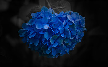 Flowers, Flower, Petals, Close-Up HD wallpaper
