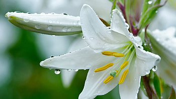 Wet lily, White, Flower, Lily, Drops HD wallpaper