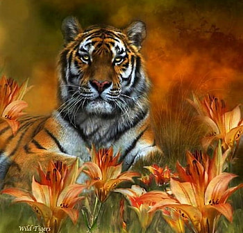 Tiger lillies, stripes, white, black, tiger, orange, lillies HD wallpaper
