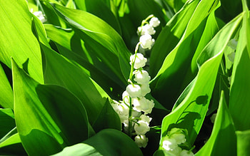 Plants, Flowers, Lily Of The Valley HD wallpaper