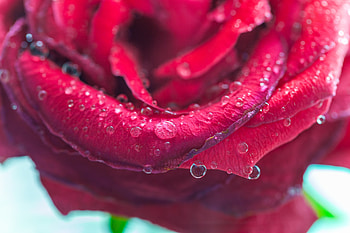 Rose, drops, pink, close up HD wallpaper