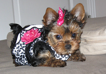 Yorkie Hair Styles HD wallpaper