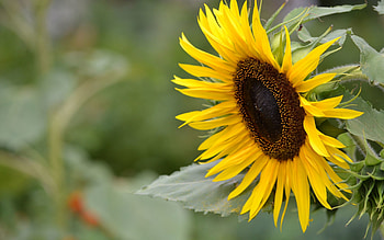 Flowers, Flower, Plant, Petals, Sunflower HD wallpaper
