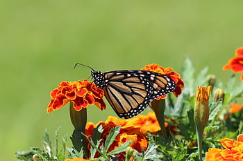 A stunning close-up shot of a monarch butterfly perched on a vibrant marigold bloom. HD wallpaper