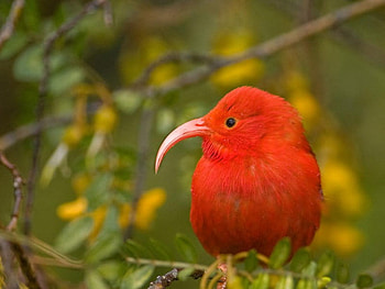 Red Bird, cute, bird, , red HD wallpaper