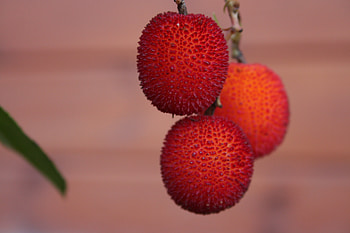 Strawberry Tree, unedo, arbutus, strawberry, fruit, tree HD wallpaper