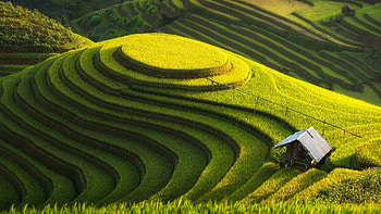 Paddy fields, , , Nature's wonders HD wallpaper