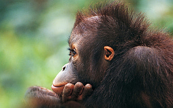 Animals, Muzzle, Monkey, Wool HD wallpaper