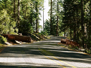 Divided, road, sun, tree HD wallpaper